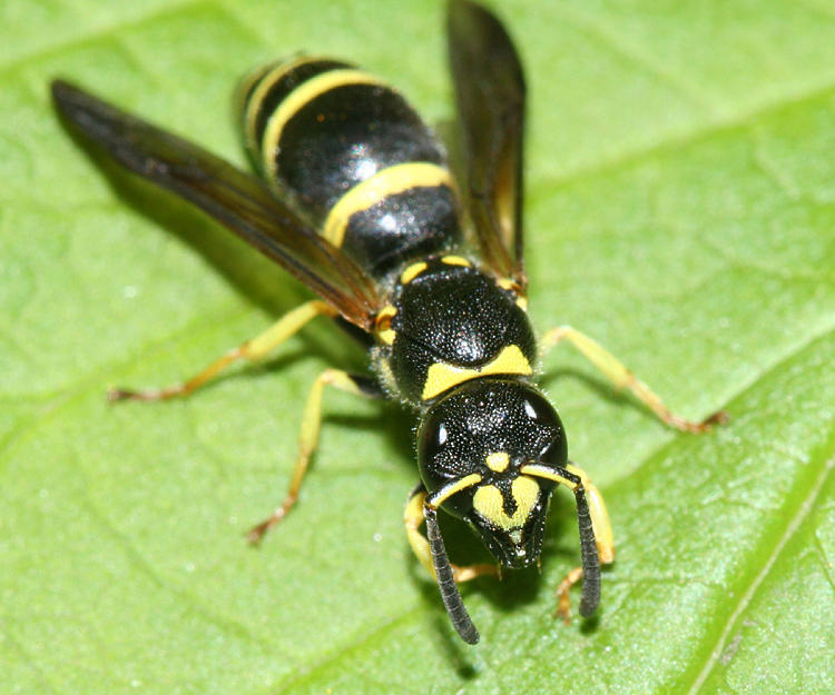 Ancistrocerus adiabatus