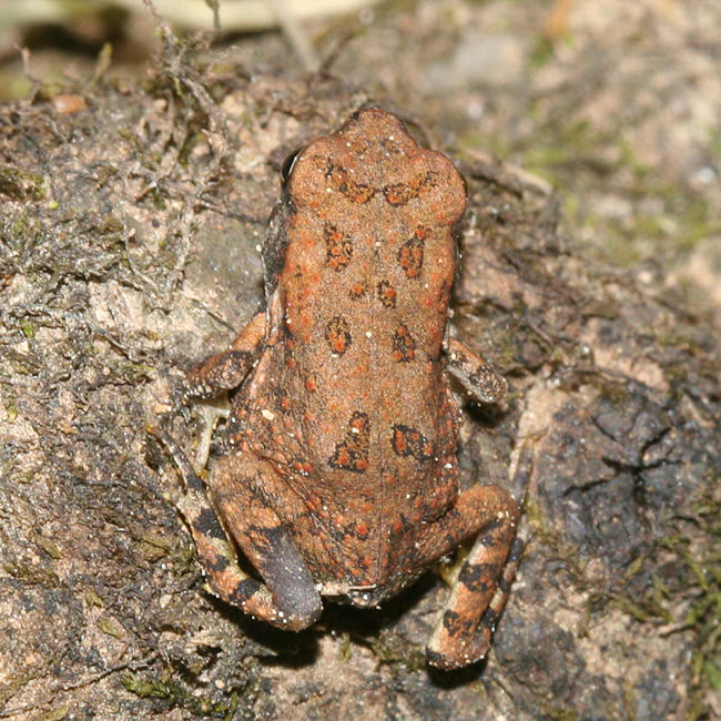 Southern Toad - Anaxyrus terrestris