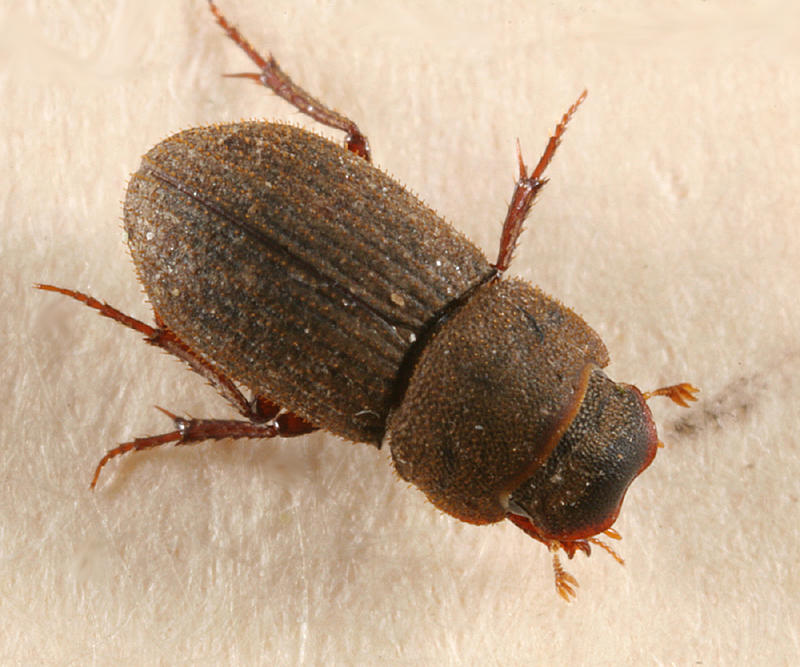 Ataenius imbricatus