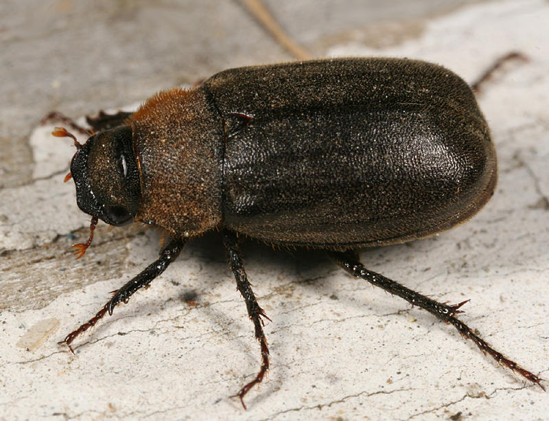 Diplotaxis sordida