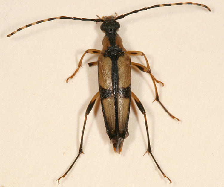 Etorofus subhamatus