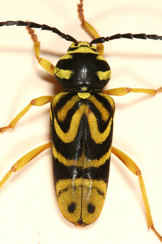 Sugar Maple Borer - Glycobius speciosus