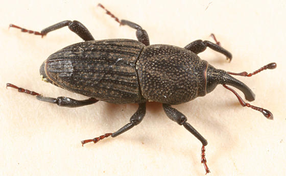 Sphenophorus venatus