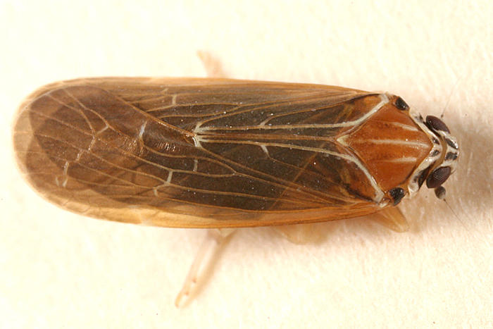 Synecdoche impunctata