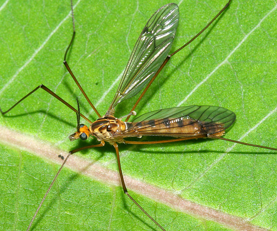 Nephrotoma sp.