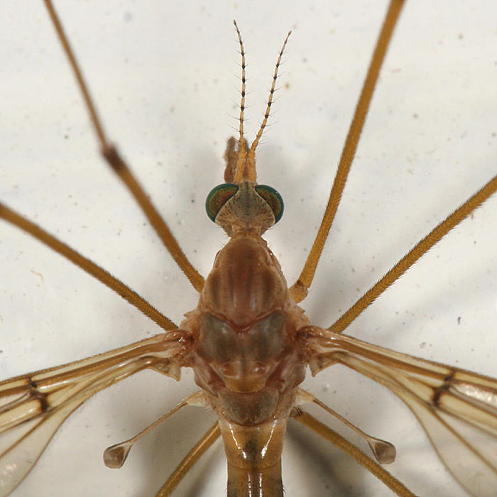 Tipula subgenus Lunatipula