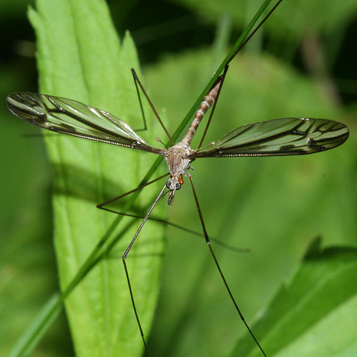 Tipula furca