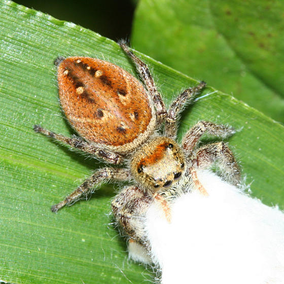 Phidippus clarus