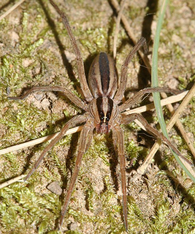 Rabidosa rabida