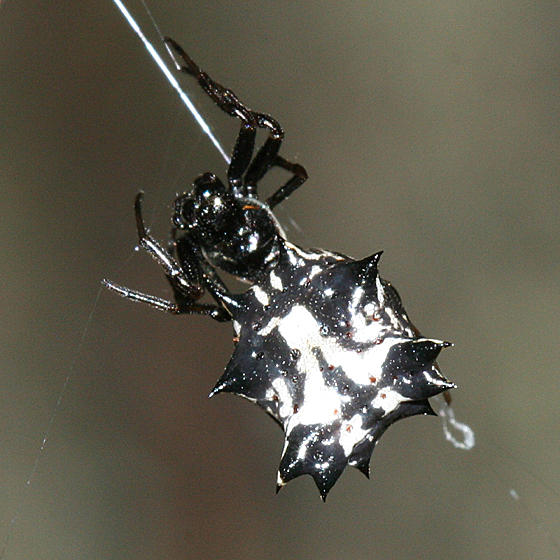 Spined Micrathena - Micrathena gracilis