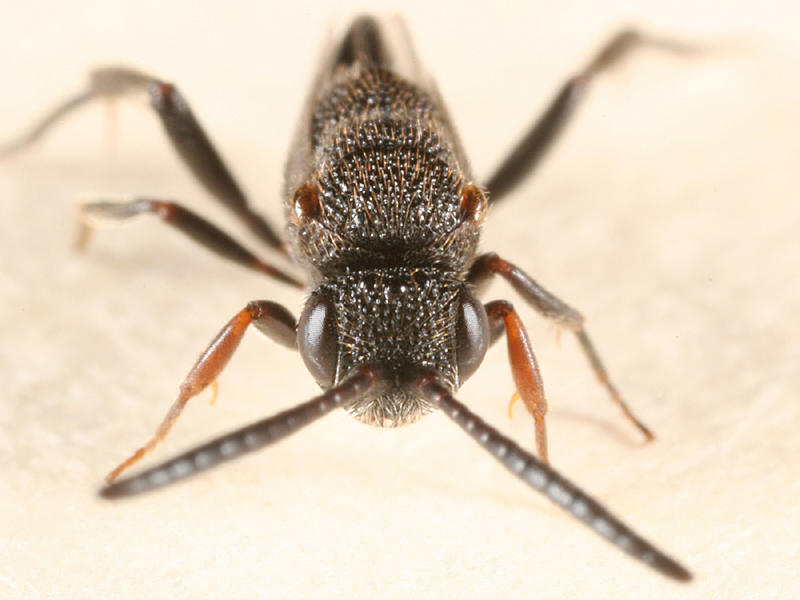 Ensign Wasp (Evaniidae) - Hyptia sp.