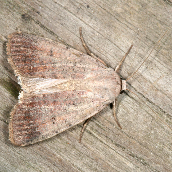 10902 -- Forbes Dart Moth -- Euagrotis forbesii