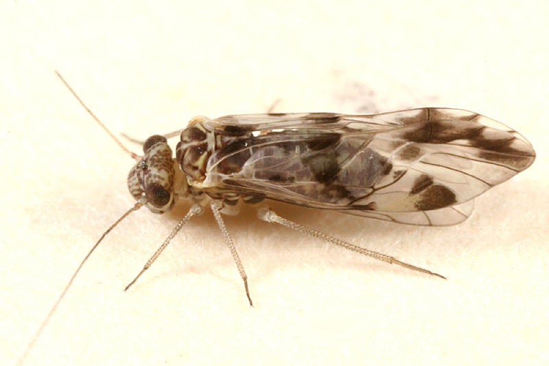 Ptycta polluta