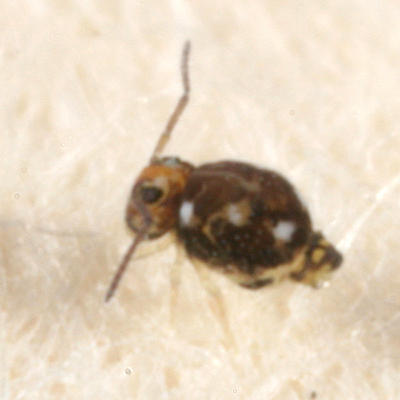 Bourletiella juanitae (female)
