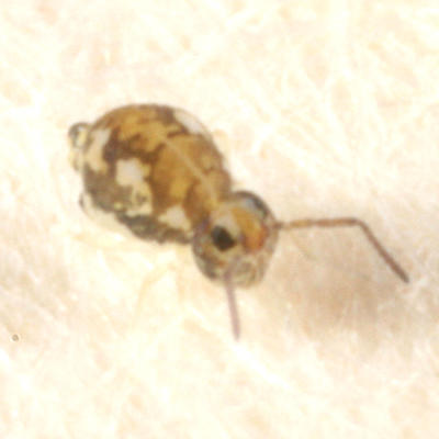 Bourletiella juanitae (female)
