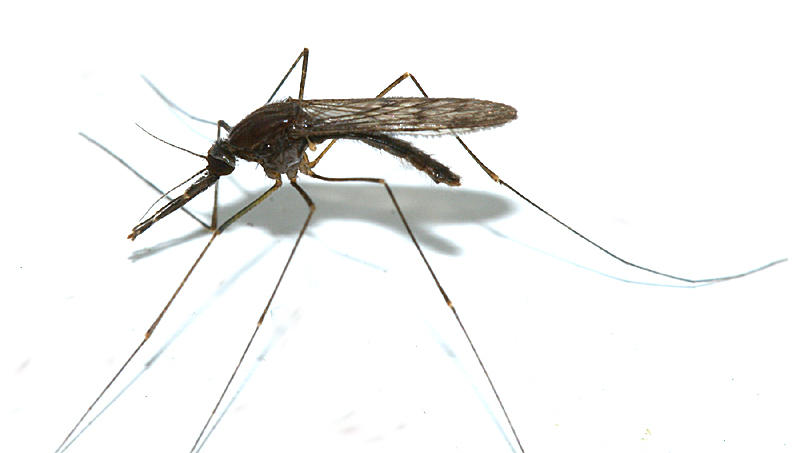 Anopheles walkeri