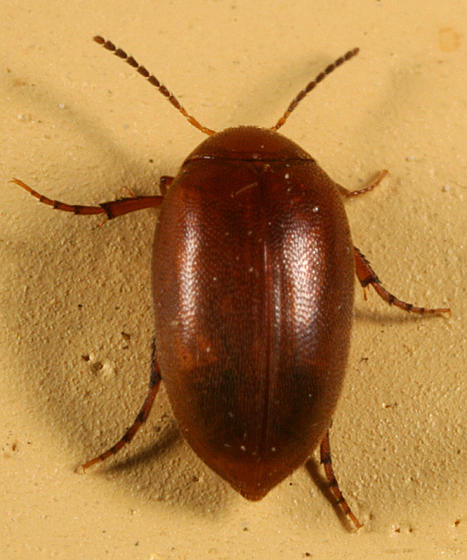 Nycteus testaceus