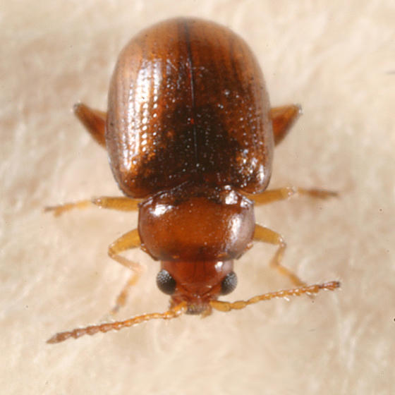 Margaridisa atriventris