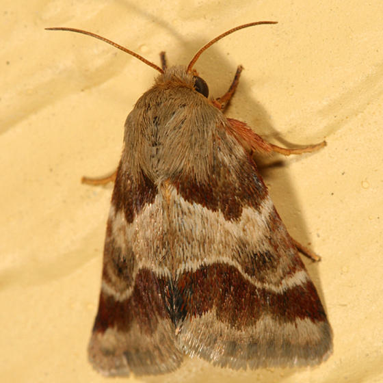 11117 - Lynx Flower Moth - Schinia lynx
