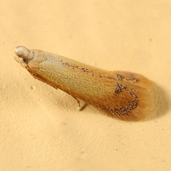 Tischeria sp.