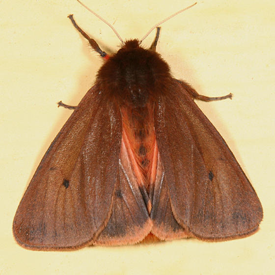 8156 - Ruby Tiger Moth - Phragmatobia fuliginosa