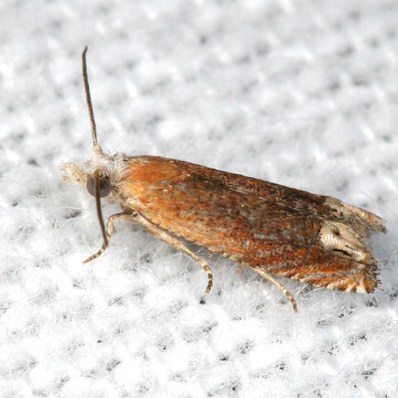 2928 - Reddish Eucosma - Eucosma raracana