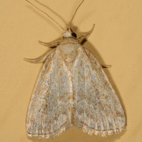 9048 - Pale Lithacodia - Lithacodia albidula