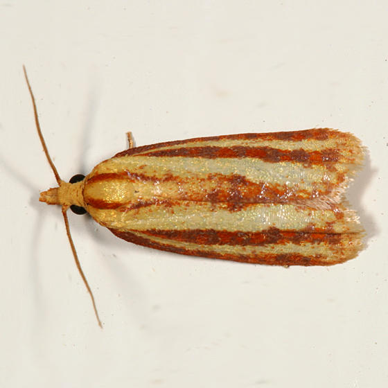 3699 - Three-streaked Sparganothis - Sparganothis tristriata