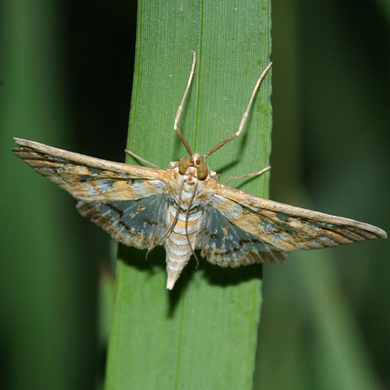 5147 - Epipagis huronalis
