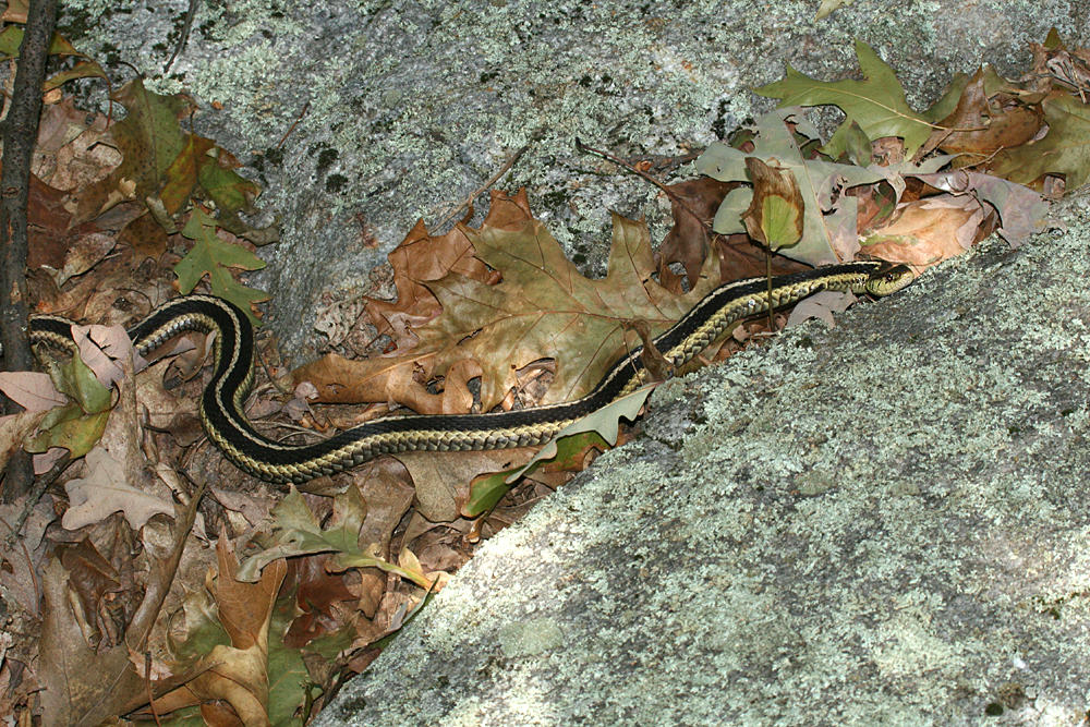 Garter Snake - Thamnophis sirtalis