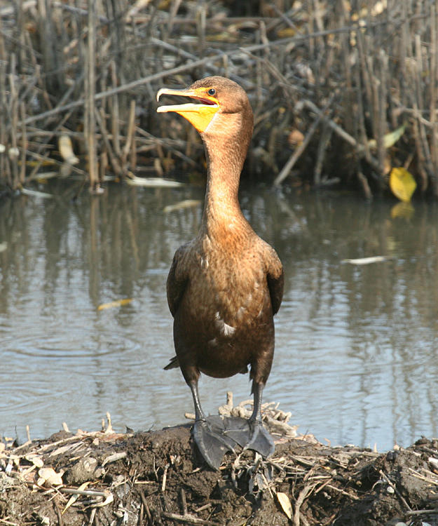 Double-crested Cormorant - Phalacrocorax auritus