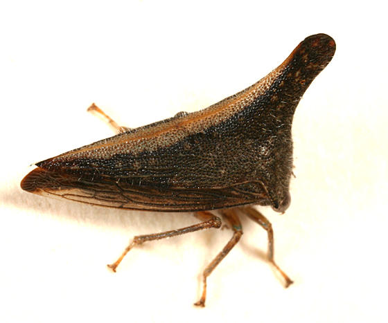 Glossonotus turriculatus