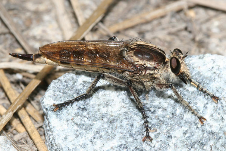 Triorla interrupta
