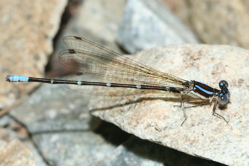 Blue-ringed Dancer - Argia sedula