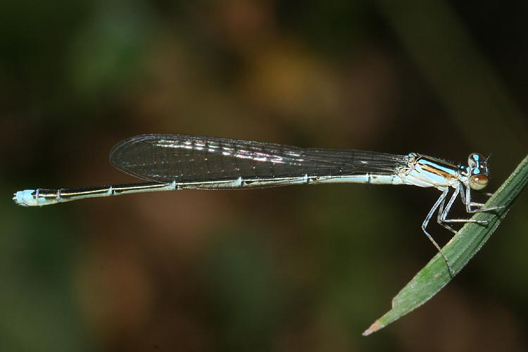 Turquoise Bluet - Enallagma divagans (female)