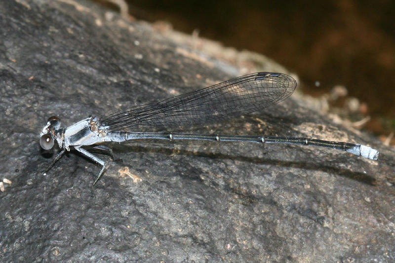 Powdered Dancer - Argia moesta (male)