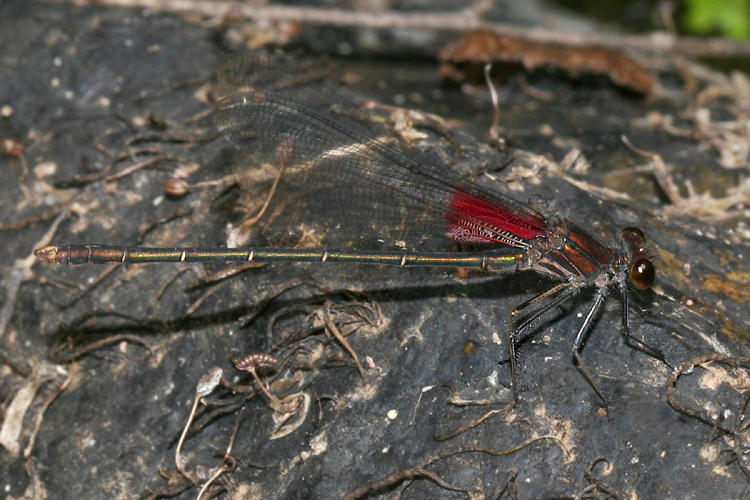 American Rubyspot - Hetaerina americana