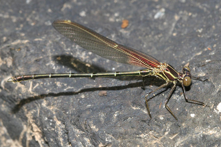 American Rubyspot - Hetaerina americana