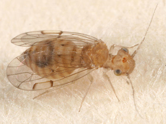 Ectopsocus briggsi