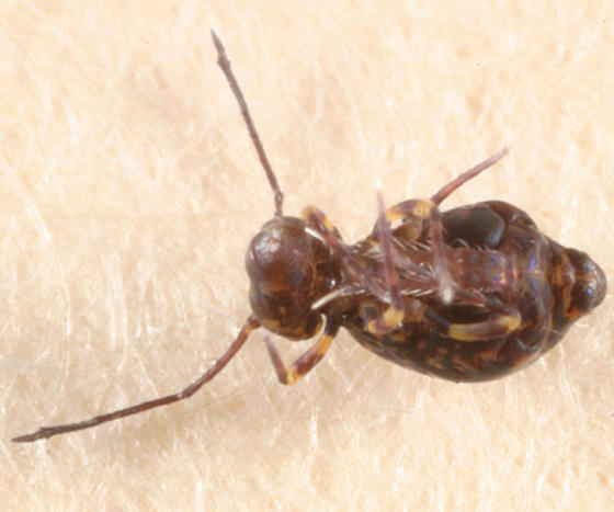 Ptenothrix marmorata