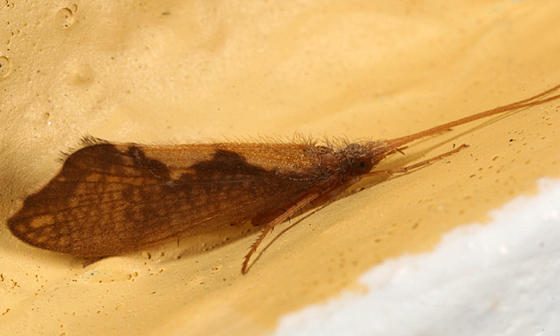 Neophylax oligius