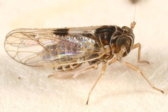 Delphacodes puella