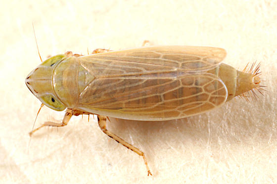 Arthaldeus pascuellus