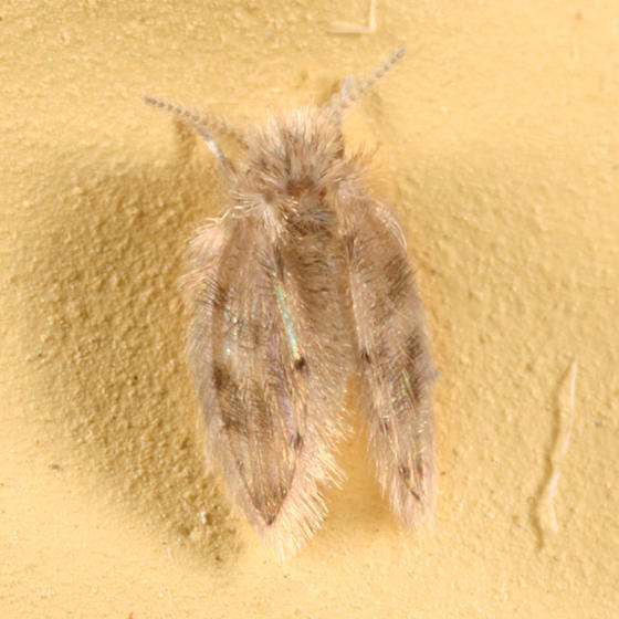 Psychoda alternata