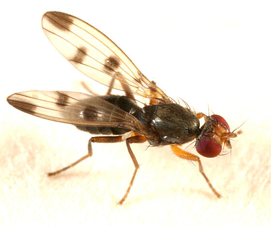 Cereal Fly - Geomyza tripunctata
