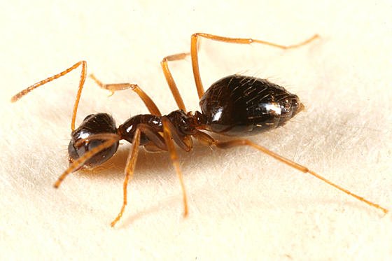 False Honey Ant (Prenolepis imparis)