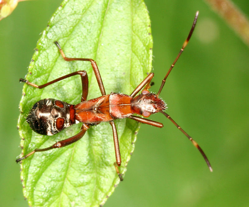 Broad-headed Bug (nymph)