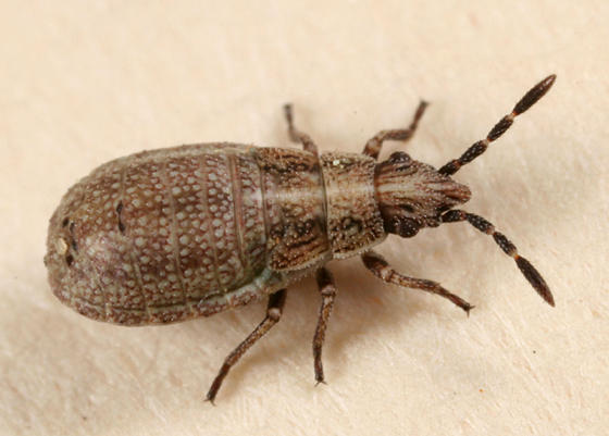 Orsillinae