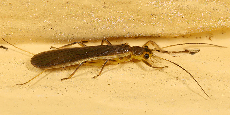 Perlesta sp.