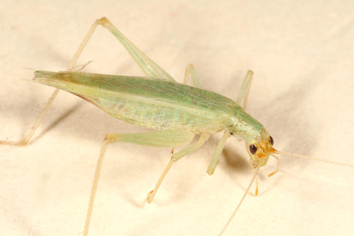 Snowy Tree Cricket - Oecanthus fultoni (male)